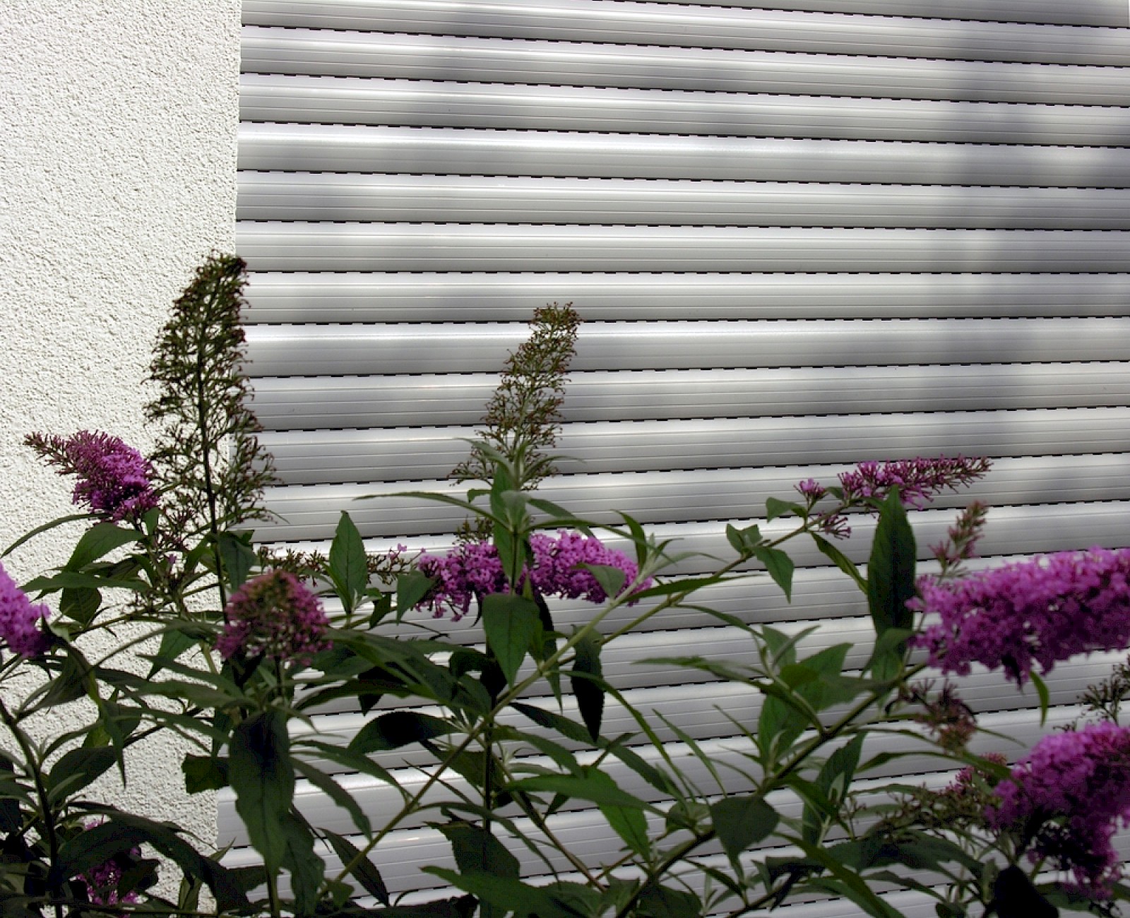 Flowers with rolling shutters